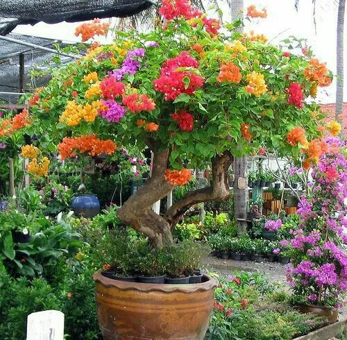 Mixed Colors Bougainvillea Seeds, Vibrant Climbing Blooms for Stunning Garden Displays