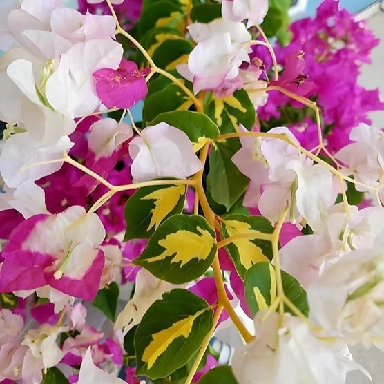Mixed Colors Bougainvillea Seeds, Vibrant Climbing Blooms for Stunning Garden Displays