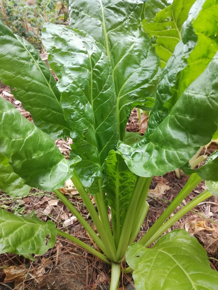 Perpetual Spinach (Spinach Beet) Seeds, High-Yield, Fast-Growing And Hardy Greens