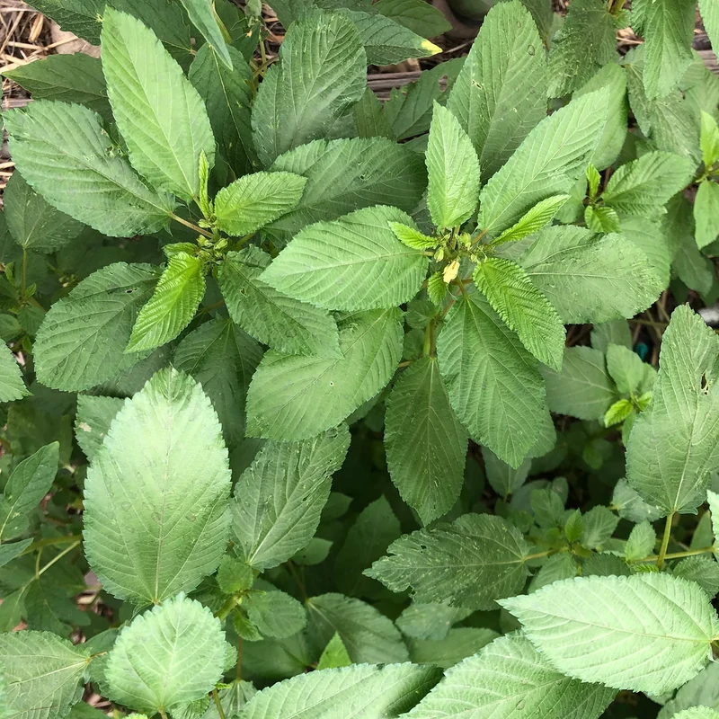 Egyptian Spinach (Molokhia) Seeds, Heirloom, Fast-Growing, Nutritious Greens