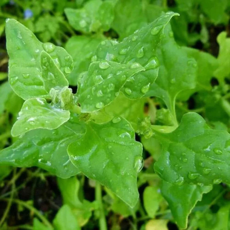 New Zealand Spinach Seeds (Tetragonia tetragonioides) – Heat-Tolerant & Nutritious Greens