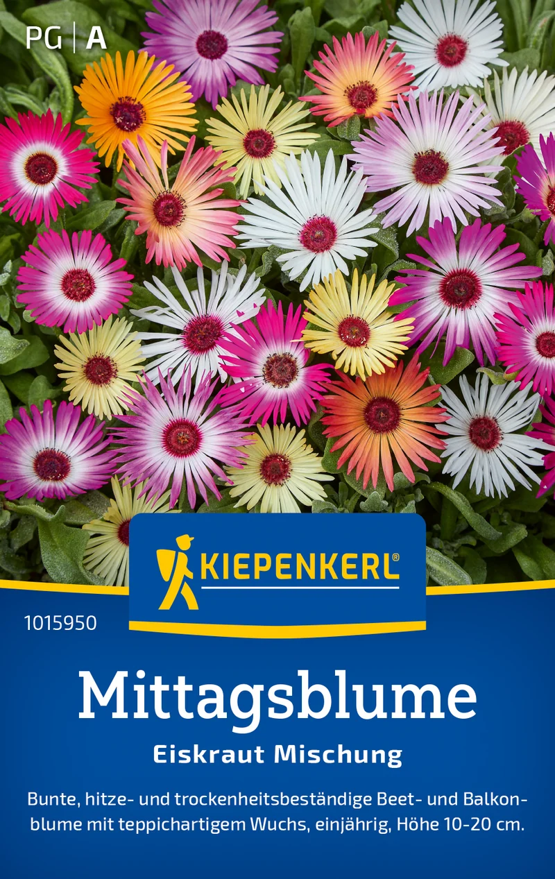 Mittagsblume Eiskraut Mischung Saatgut