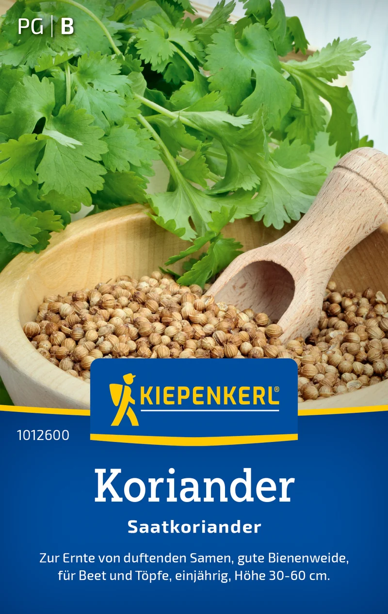 Koriander Saatkoriander Saatgut