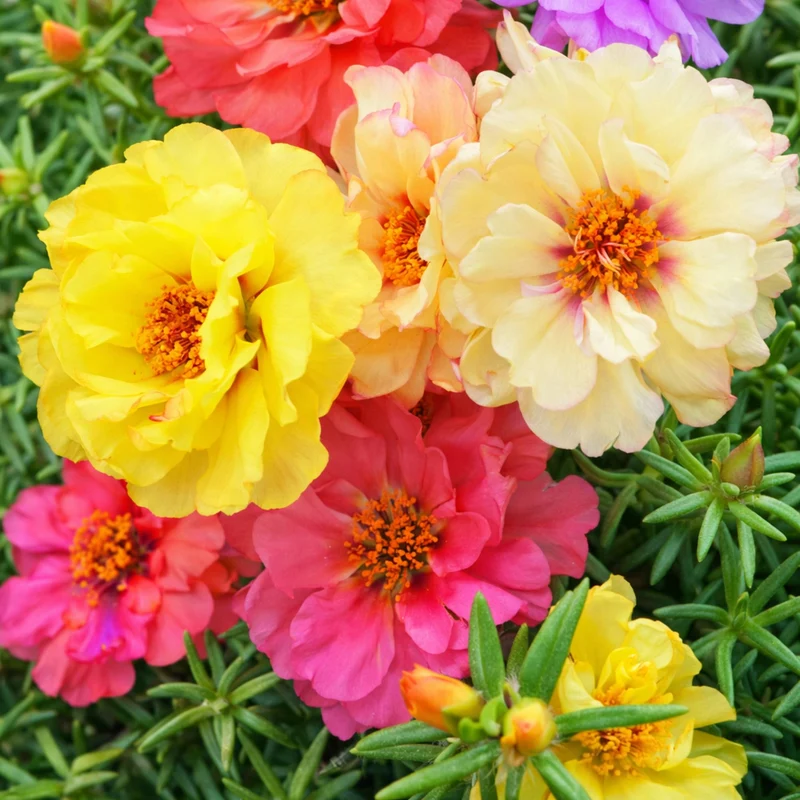 Mediterranean Flowers – Full Sun Summer Collection