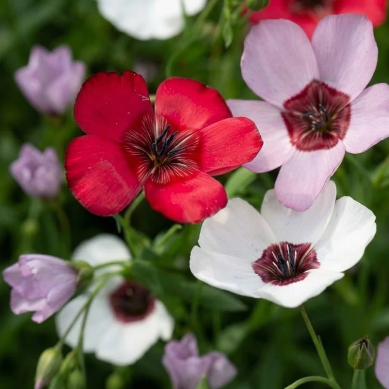Mediterranean Balcony Flowers – Heatwave Colour Mix