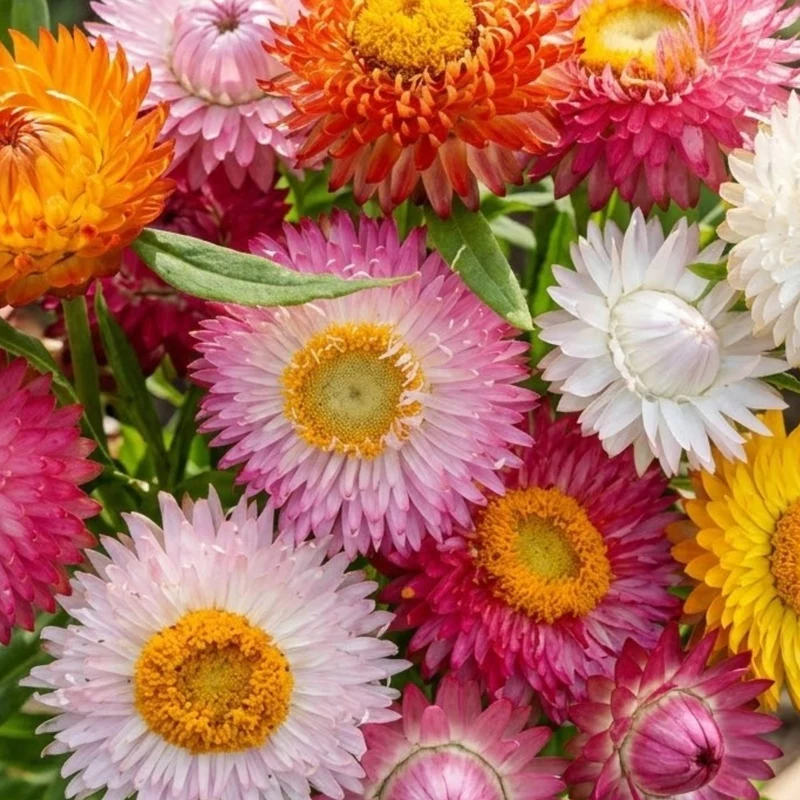 Mediterranean Balcony Flowers – Heatwave Colour Mix