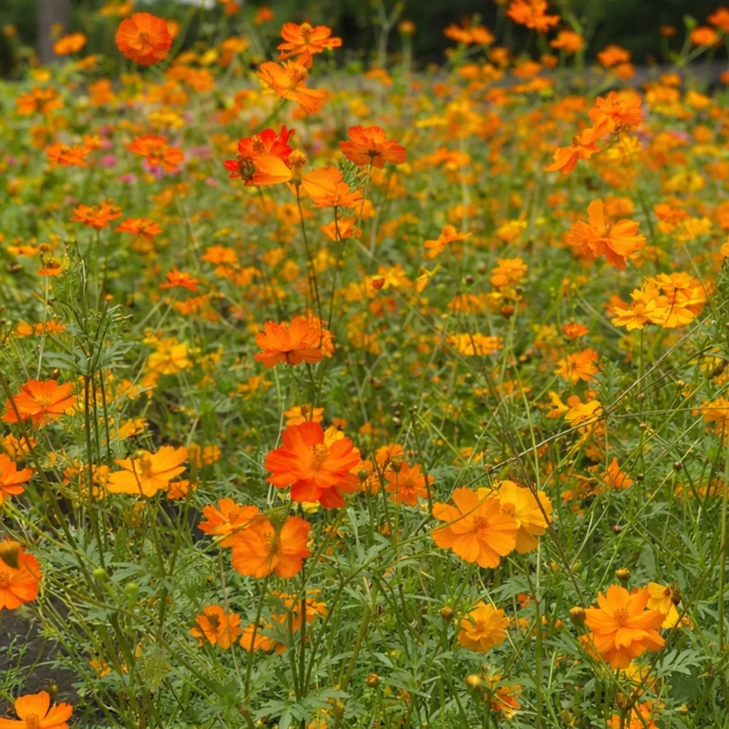 Mediterranean Flowers – Full Sun Summer Collection