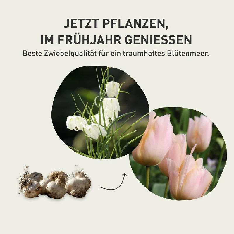 Traubenhyazinthe Azurblau