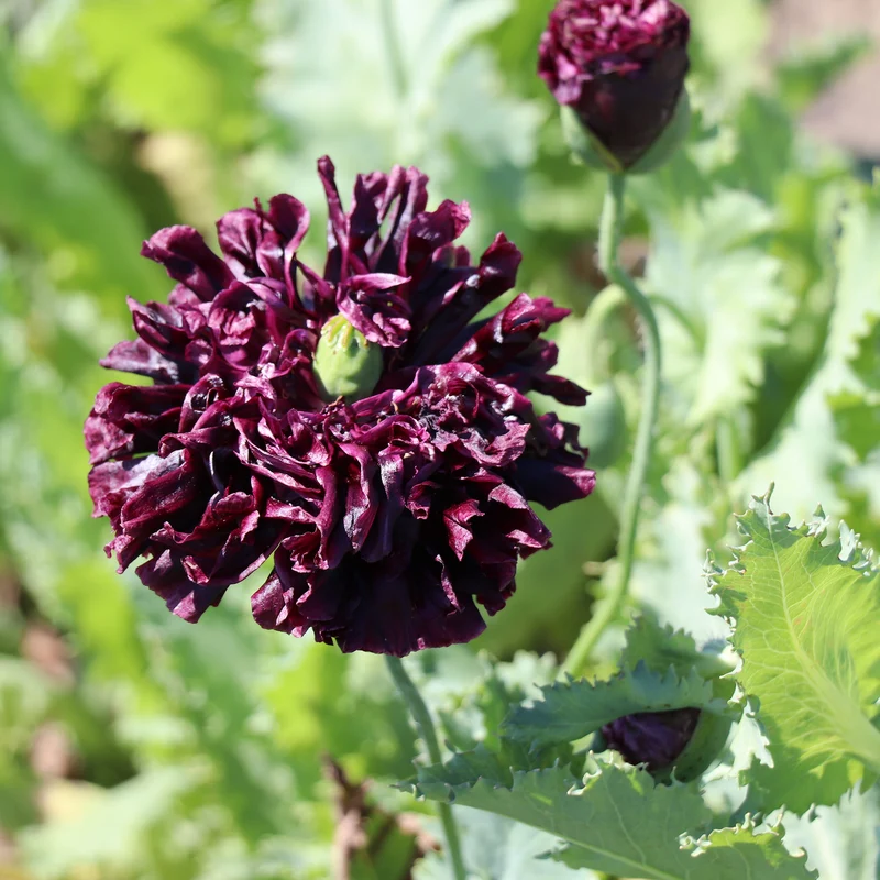 Mediterranean Flowers – Autumn-Sown Garden Mix