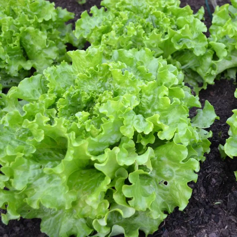 Organic Autumn Salad Garden