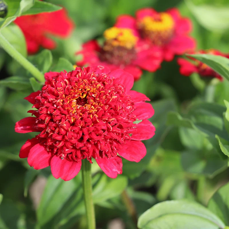 Mediterranean Balcony Flowers – Heatwave Colour Mix