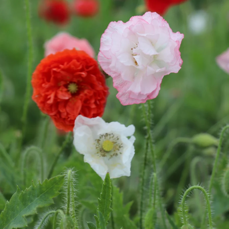 Mediterranean Flowers – Autumn-Sown Garden Mix