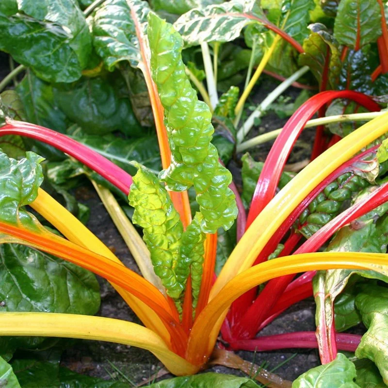 Organic Mediterranean Balcony Harvest – Summer Kitchen Garden