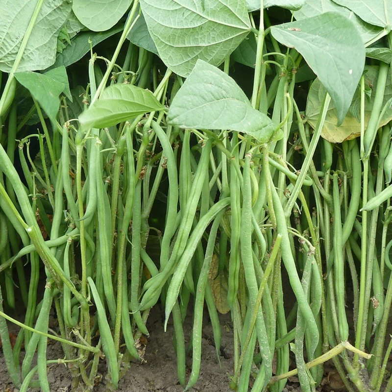 Organic Mediterranean Balcony Harvest – Summer Kitchen Garden