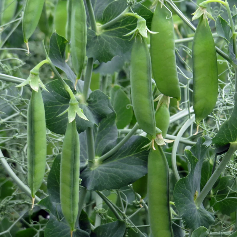 Organic Mediterranean Balcony Harvest – Spring Kitchen Garden
