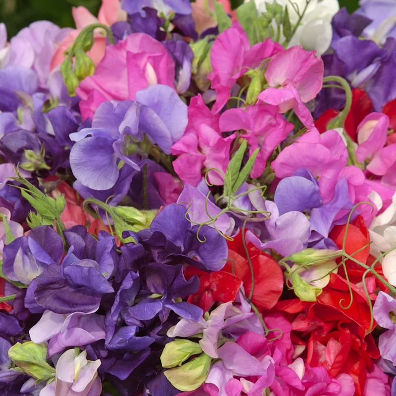 Mediterranean Flowers – Autumn-Sown Garden Mix