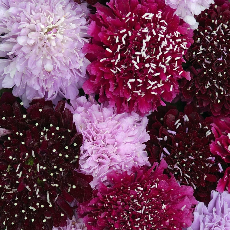 Mediterranean Flowers – Full Sun Summer Collection