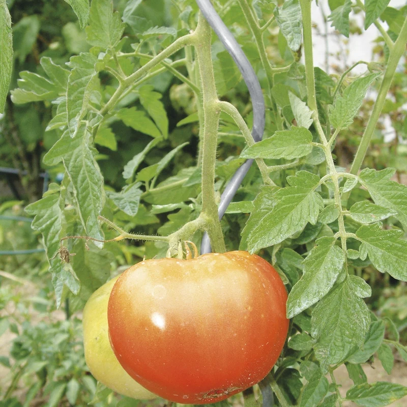 bellissa Tomatenspiralen 180cm Ø 7mm verzinkt