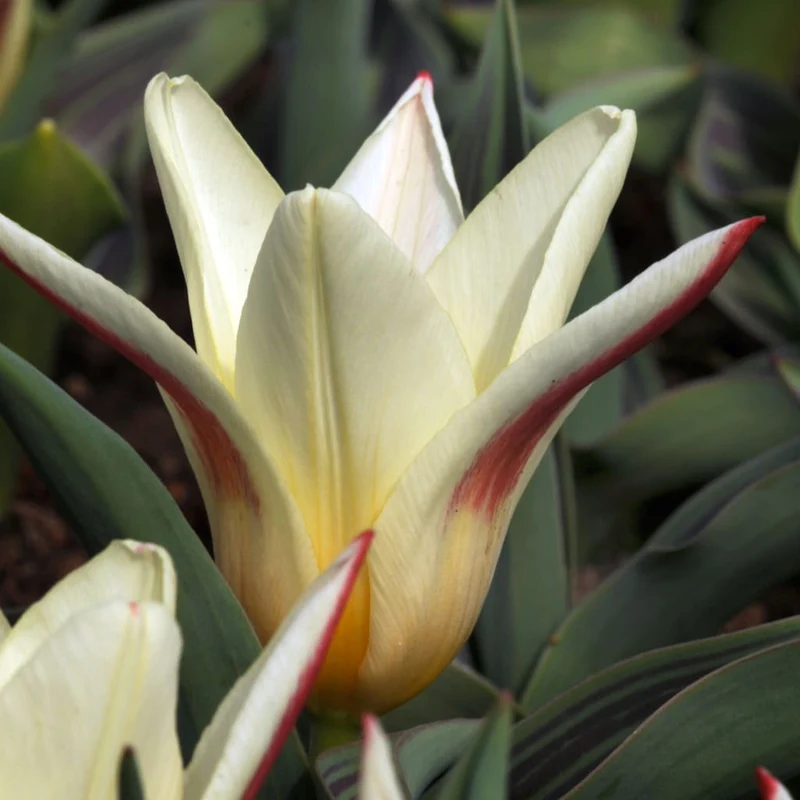 Kaufmanniana-Tulpe 'Floresta' Weiß-Rot