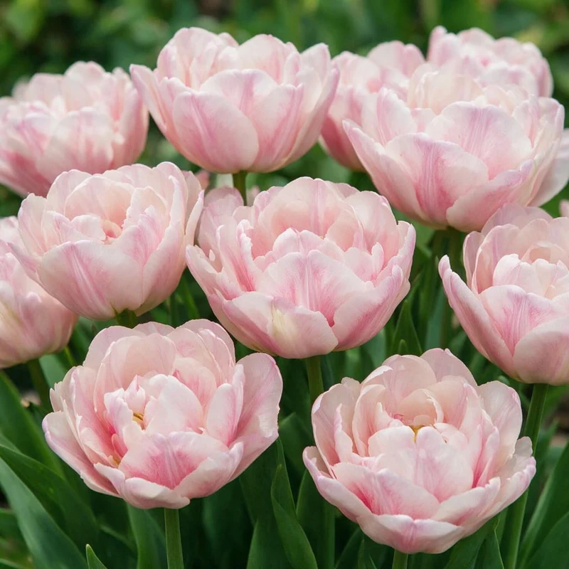 Päonien-Tulpe 'Tabledance' Rosa