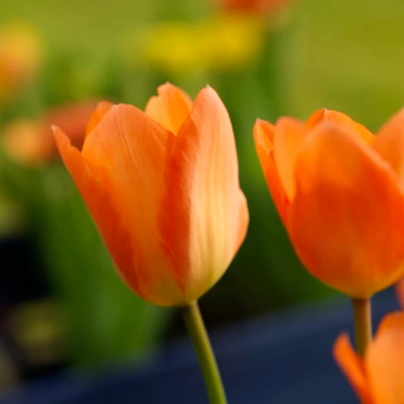 Fosteriana-Tulpe 'Orange Emperor' Orange