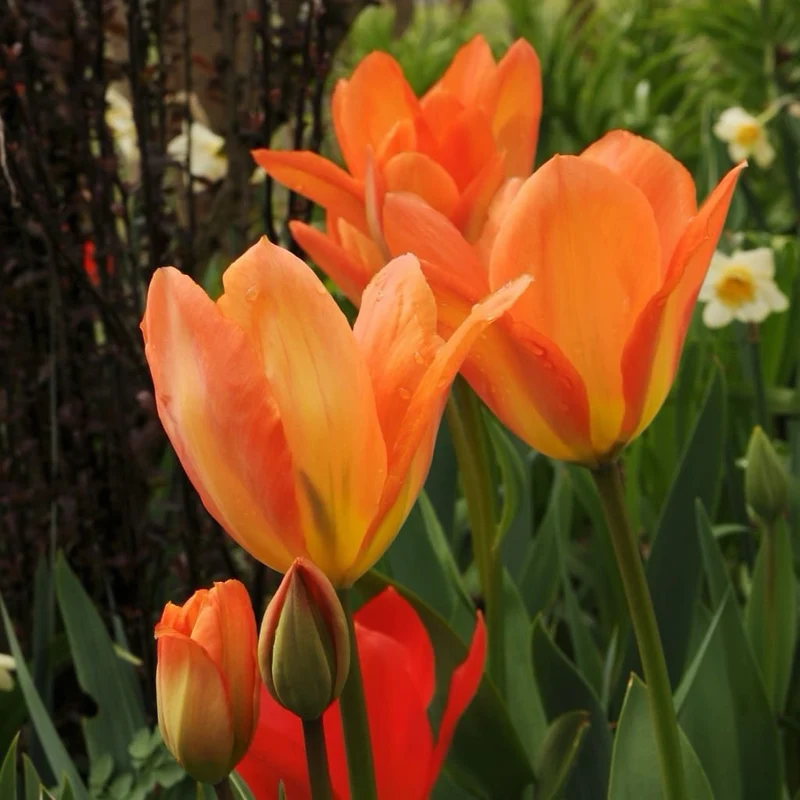Fosteriana-Tulpe 'Orange Emperor' Orange
