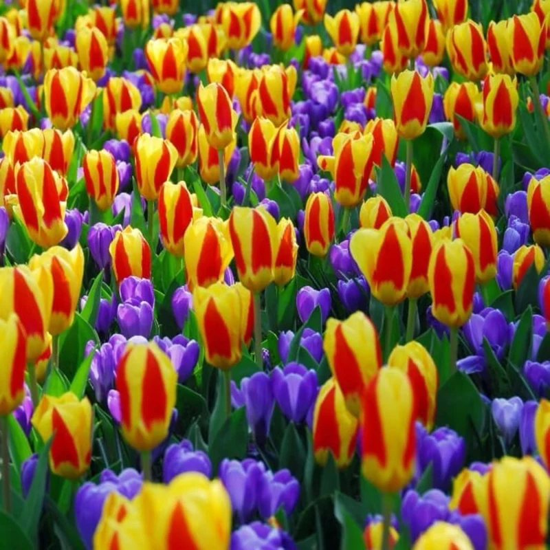 Kaufmanniana-Tulpe 'Stresa' Rot-Gelb