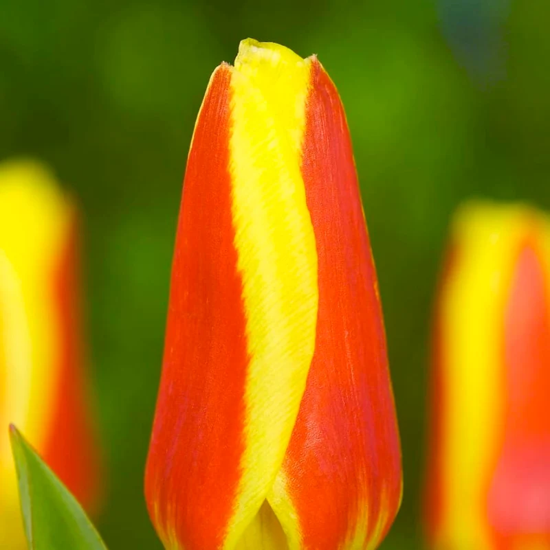 Kaufmanniana-Tulpe 'Stresa' Rot-Gelb