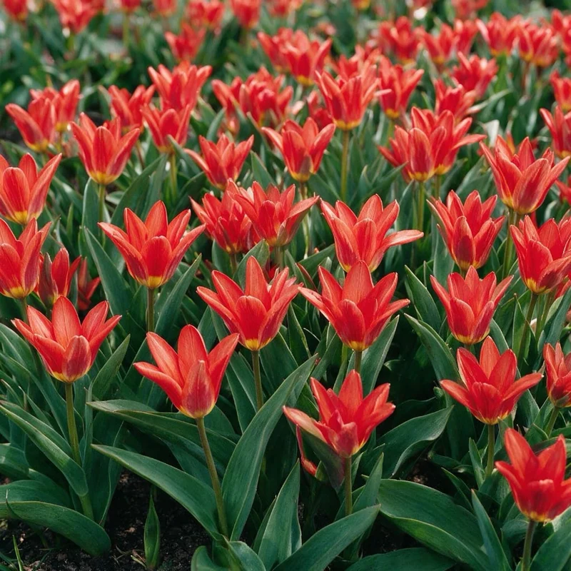 Kaufmanniana-Tulpe 'Scarlet Baby' Rot