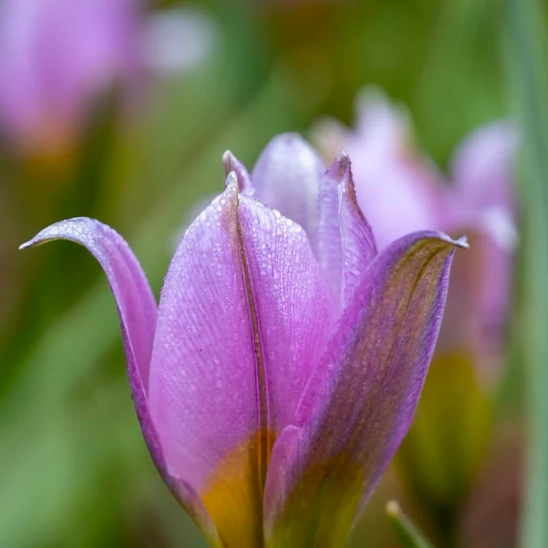 Wildtulpe 'Lilac Wonder' Rosa