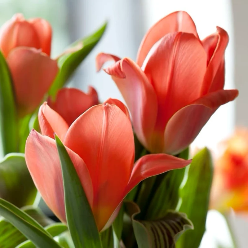 Greigii-Tulpe 'Oriental Beauty' Rot