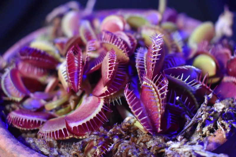 Purple Venus Flytrap Dionaea Muscipula – Exotic Carnivorous Plant with Purple Traps