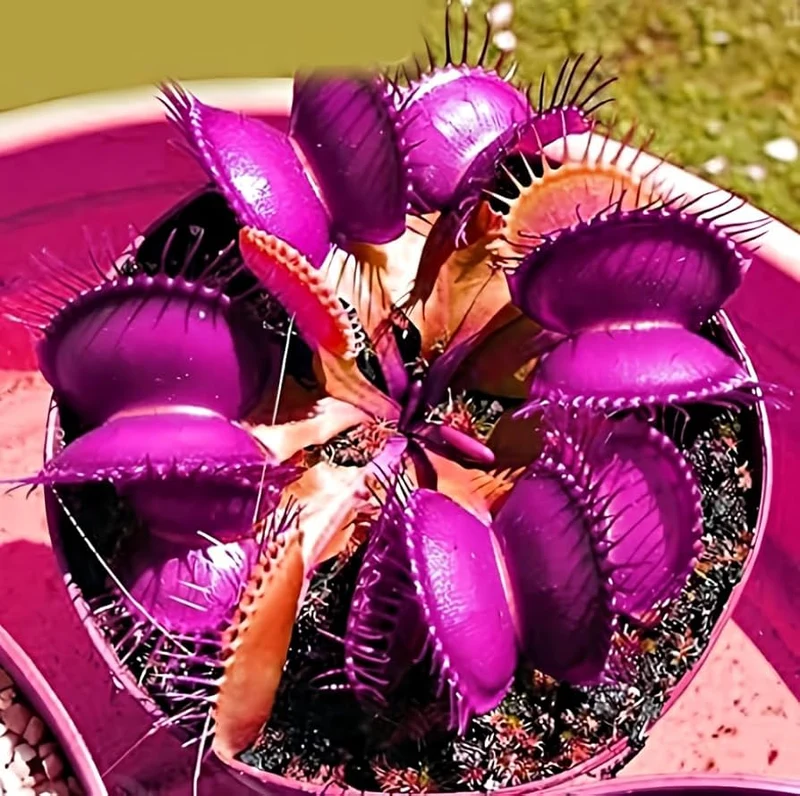 Purple Venus Flytrap Dionaea Muscipula – Exotic Carnivorous Plant with Purple Traps