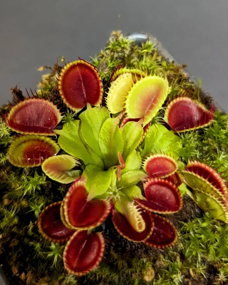 Green with Red Venus Flytrap Live Plant – Exotic Carnivorous Houseplant Variety