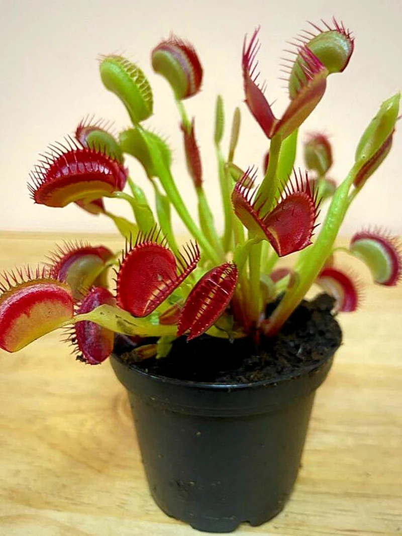 Venus Flytrap Seeds – Carnivorous Indoor Outdoor Plants, Full Sun Variety