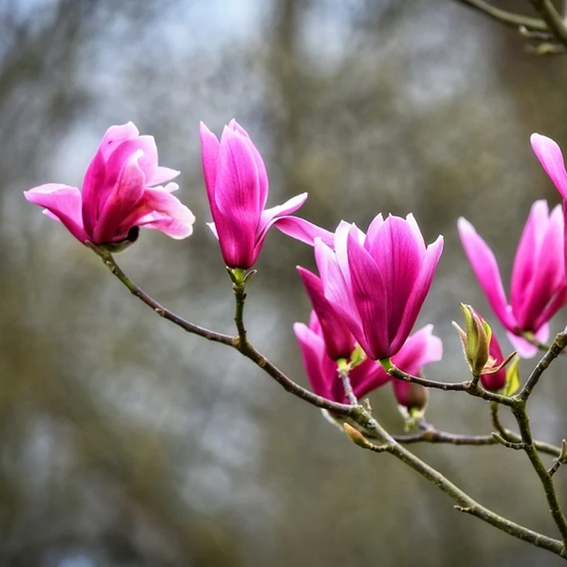 Northern Magnolia Tree Seeds – Evergreen Fragrant Blooms for Garden & Landscape Planting