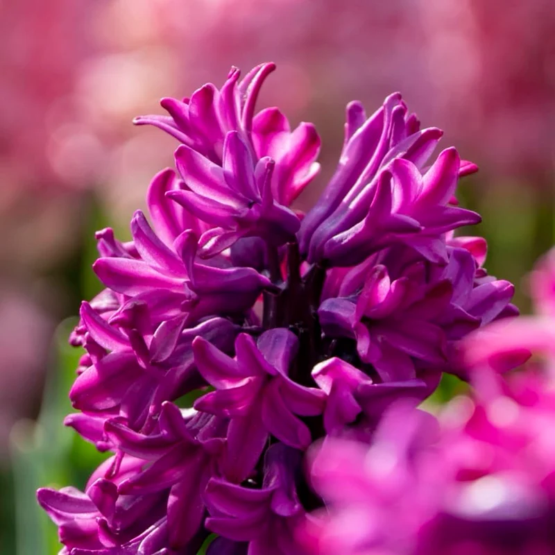 Duftende Hyazinthe 'Woodstock' Violett