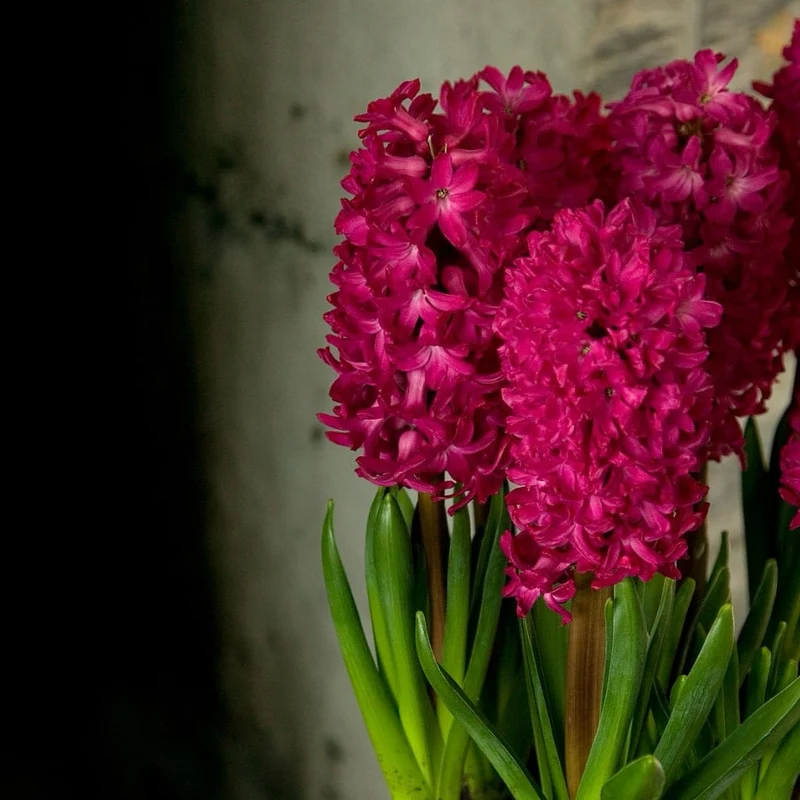 Duftende Hyazinthe 'Jan Bos' Rot