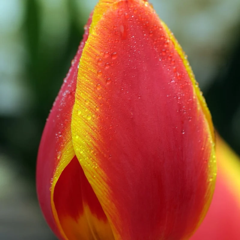Frühe Tulpe 'Flair' Rot-Gelb
