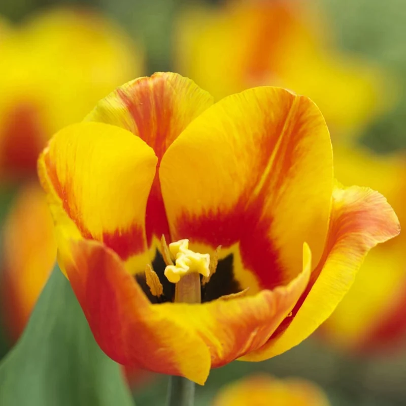 Frühe Tulpe 'Flair' Rot-Gelb