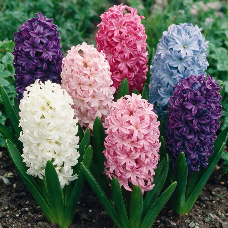 Duftende Hyazinthen Mix