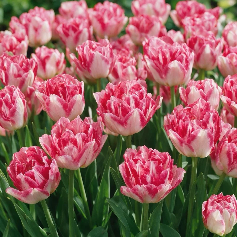 Gefüllte Tulpe 'Pink Delight' Rosa