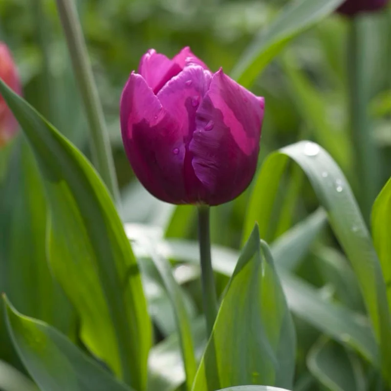 Frühe Tulpe 'Purple Prince' Violett