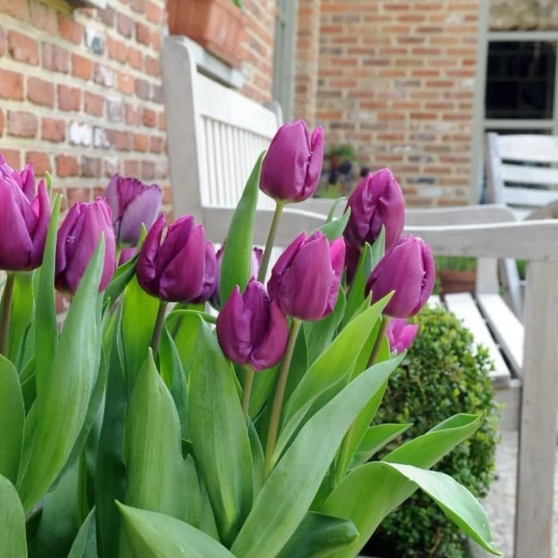 Frühe Tulpe 'Purple Prince' Violett