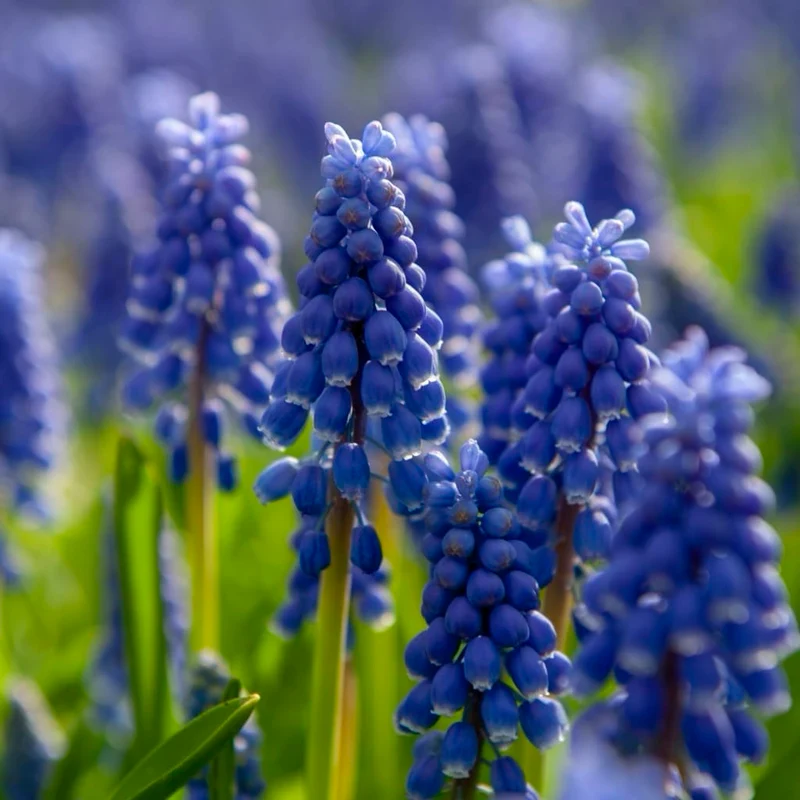 Bio-Traubenhyazinthe Blau