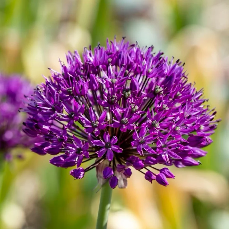 Bio-Zierlauch 'Purple Sensation' Violett