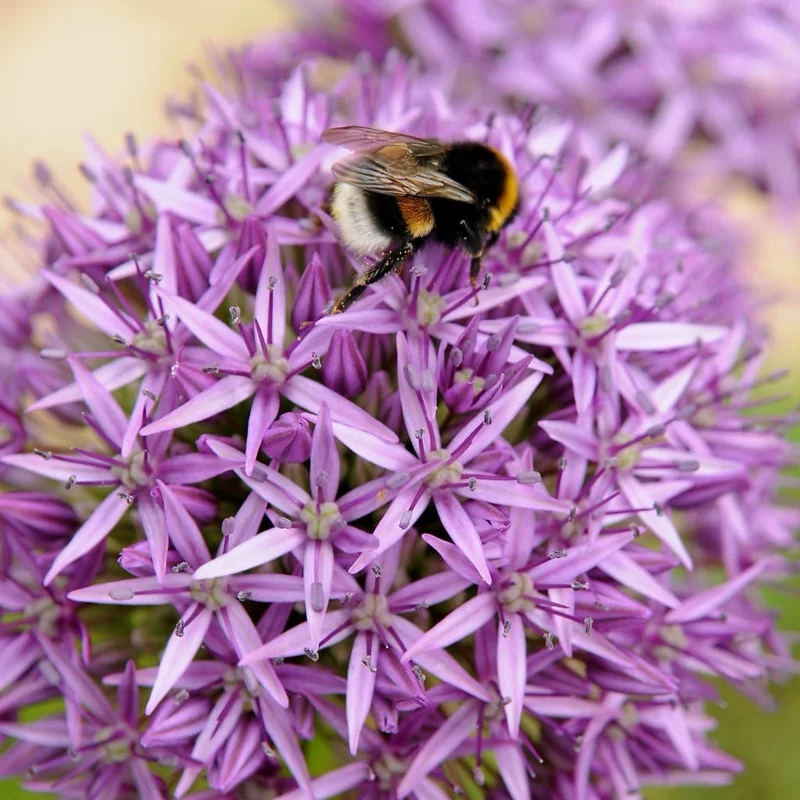 Bio-Zierlauch 'Purple Sensation' Violett