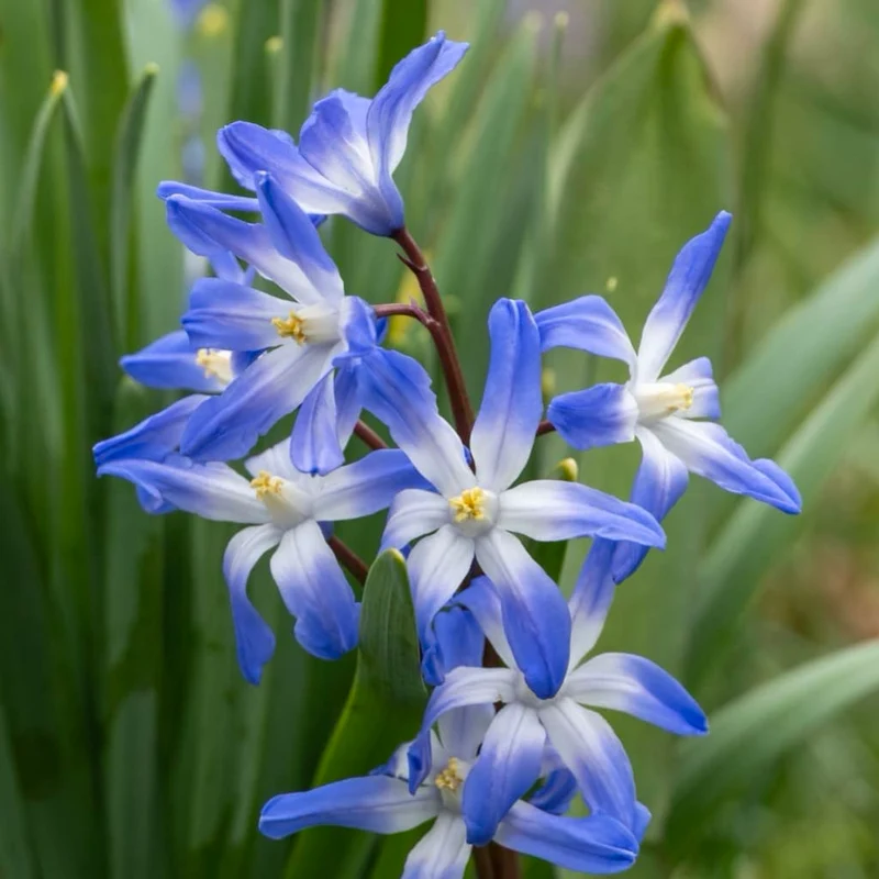 Bio-Blaustern Blau
