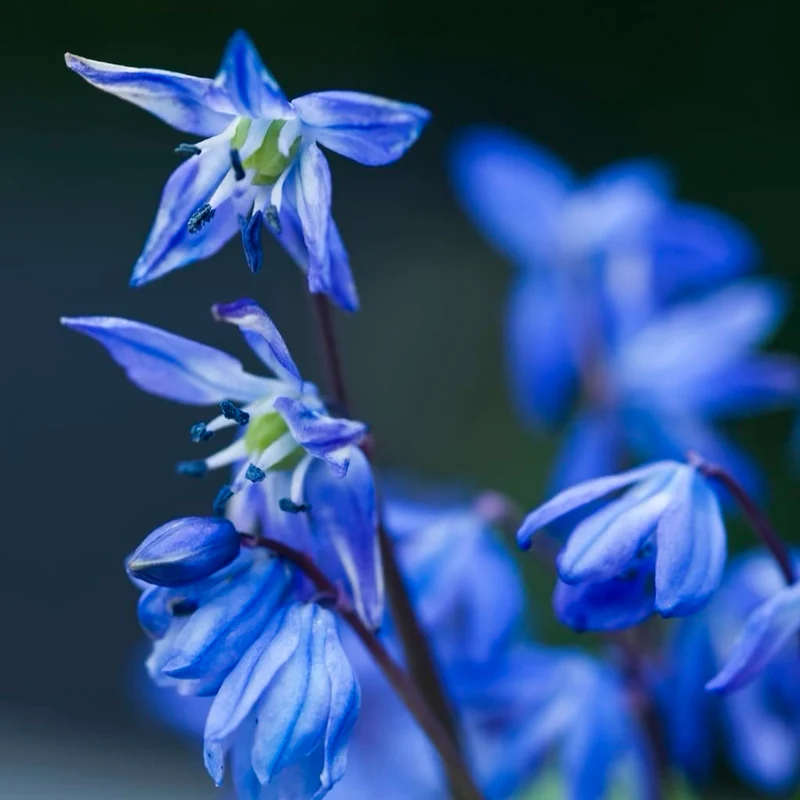Bio-Blaustern Blau