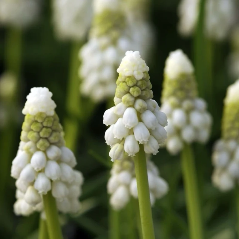 Bio-Traubenhyazinthe 'White Magic' Weiß